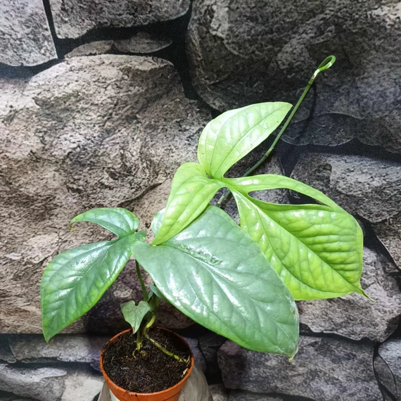 Amydrium medium 'Silver'