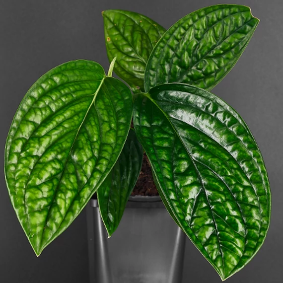 Monstera sp. Peru karstenianum