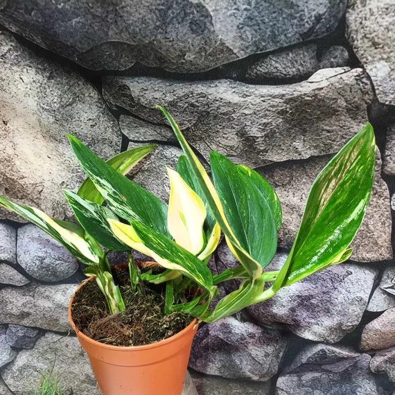 Monstera standleyana variegeta