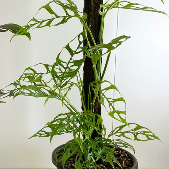 Monstera obliqua 'Peru'