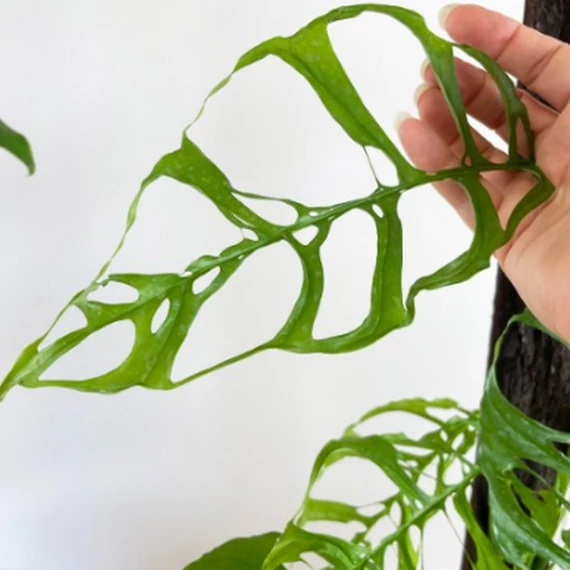Monstera obliqua 'Peru' 2 növény/cserép