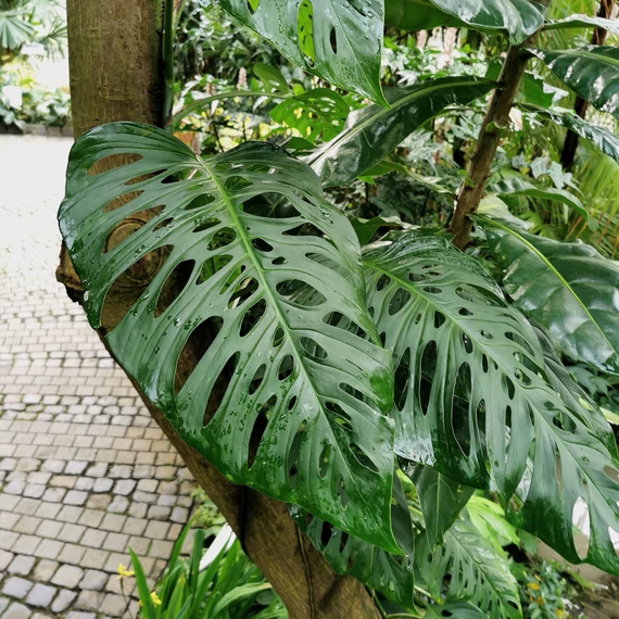 Monstera adansonii 'Laniata' vágott dugvány