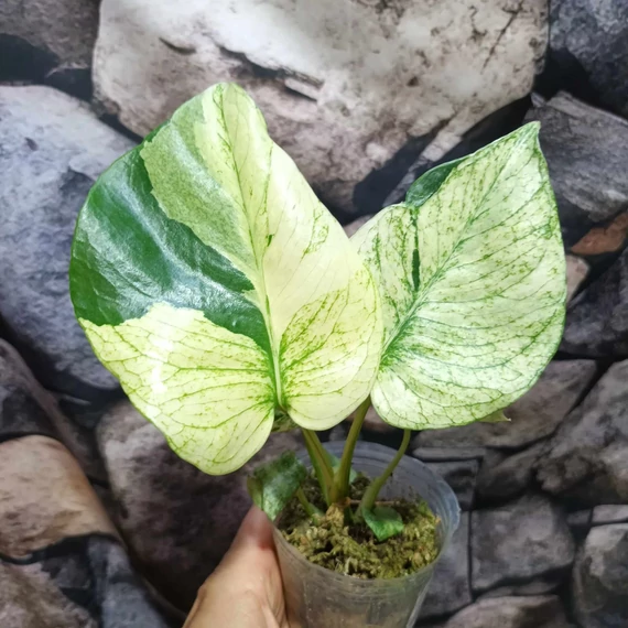 Monstera deliciosa 'White Monster'
