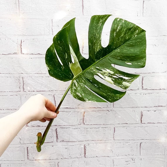 Monstera deliciosa albo 'Variegata' dugvány