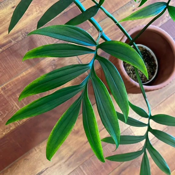 Monstera subpinnata dugvány, levél nélkül