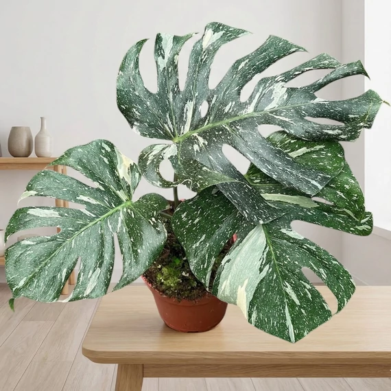 philodendron gloriosum zebra pink back Philodendron gloriosum 'Zebra' – Bold Veined Gloriosum Form