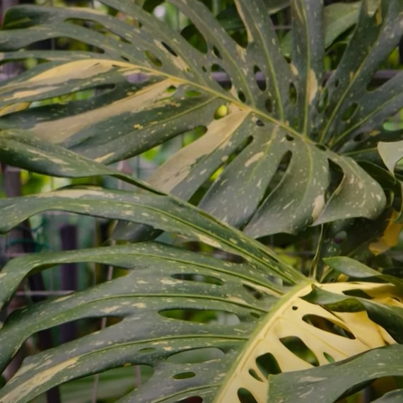 Monstera deliciosa 'Thai Constellation'