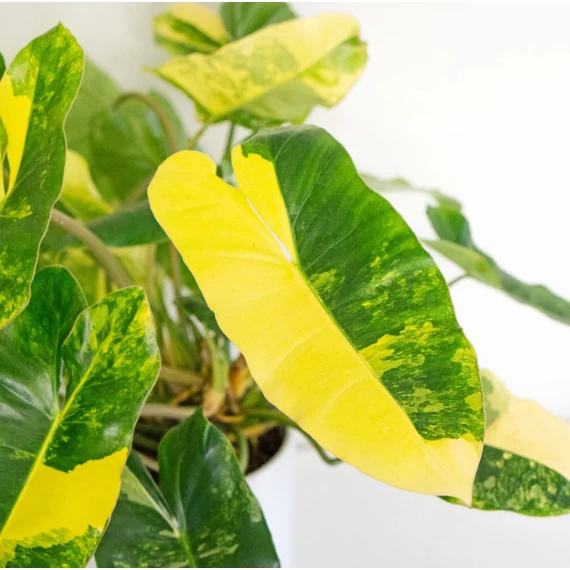 Philodendron burle marx 'Variegata'