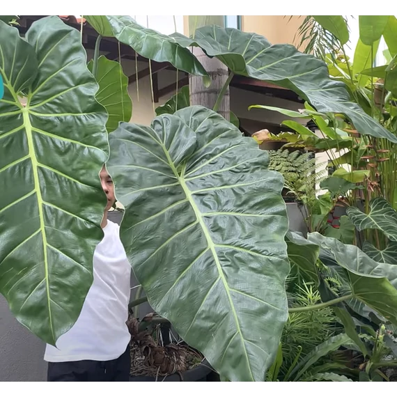 Philodendron maximum
