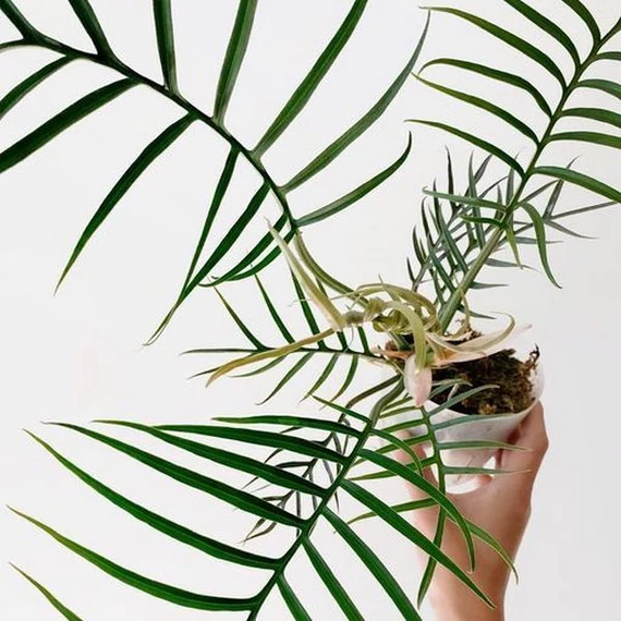 Philodendron bipinnatifidum 'Tortum'