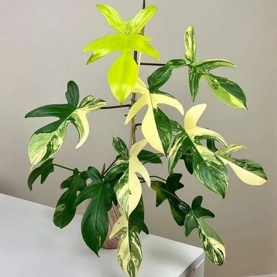Philodendron 'Florida beauty' (variegata)