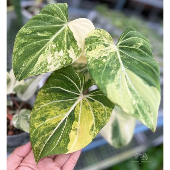 Philodendron gloriosum 'Variegata'