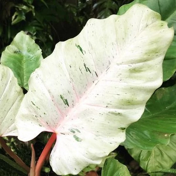 Philodendron 'Snowdrift'