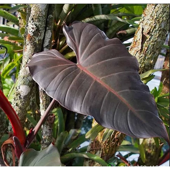 Philodendron Dark Lord