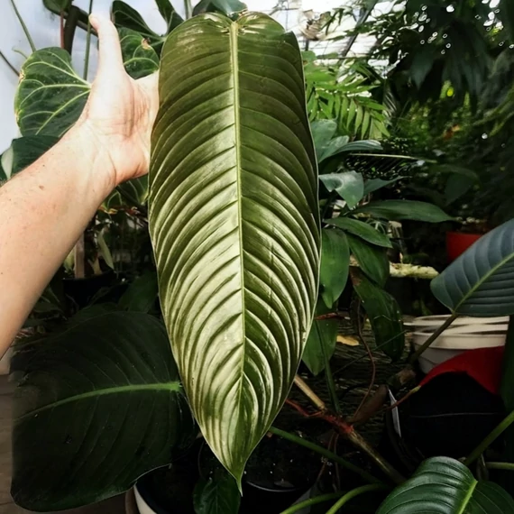 Philodendron heterocraspedon