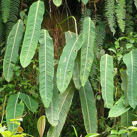 Philodendron Heterocraspedon
