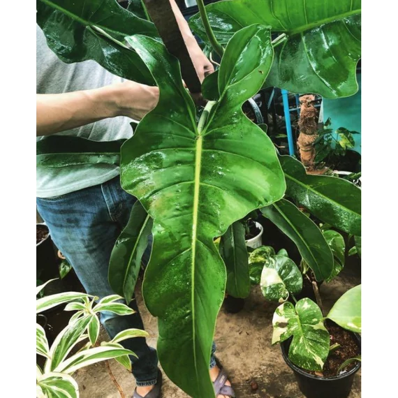 Philodendron 'Jerry Horne'
