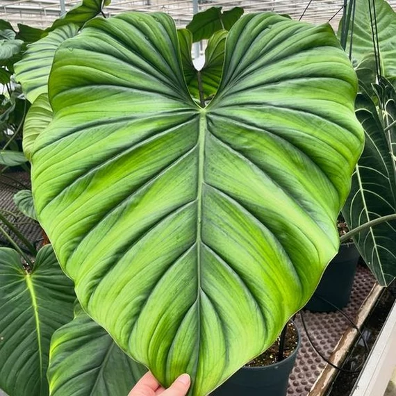 Philodendron Colombia