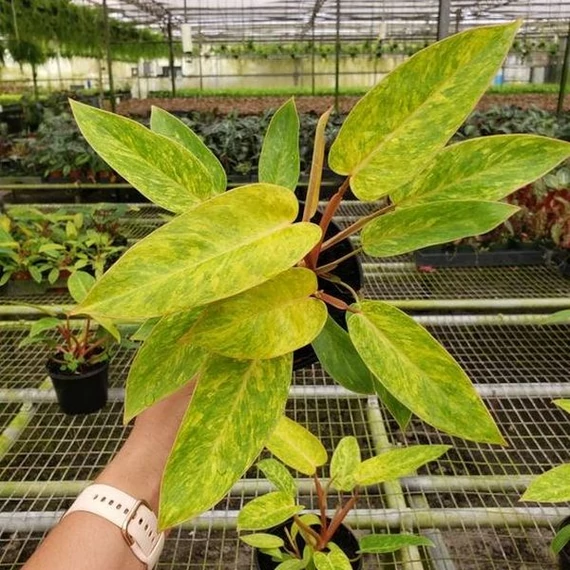 Philodendron Painted Lady
