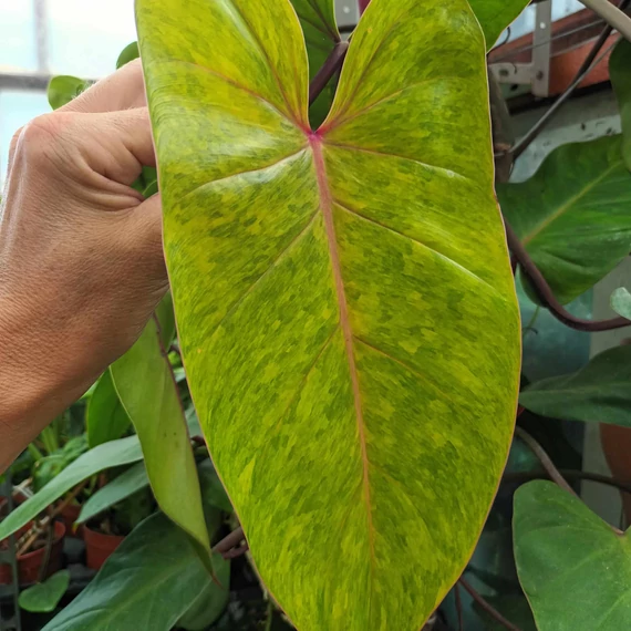 Philodendron Painted Lady dugvány