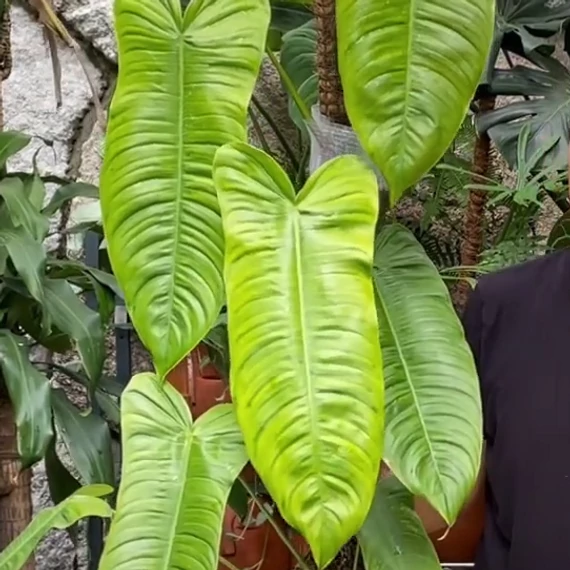 Philodendron sharoniae