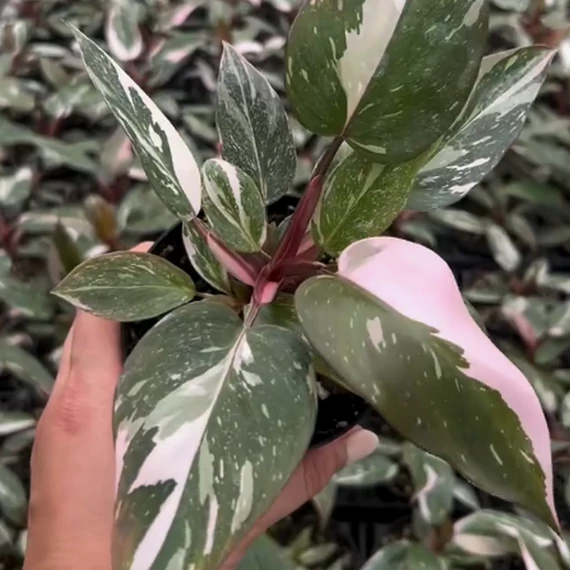 Philodendron 'Pink Princess Marble'