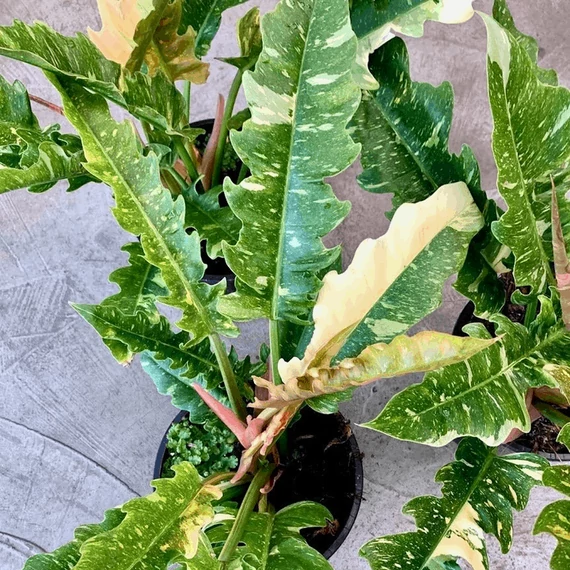 Philodendron Ring of Fire