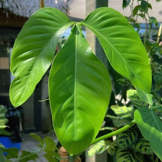 Philodendron Tripartitum