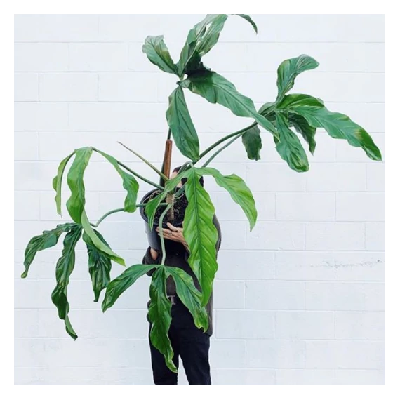Philodendron Holtonianum, esztétikai hibás levelekkel