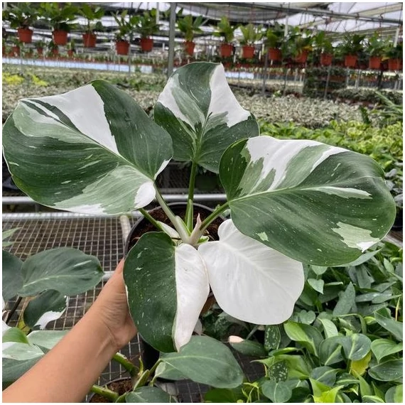 Philodendron White Wizard