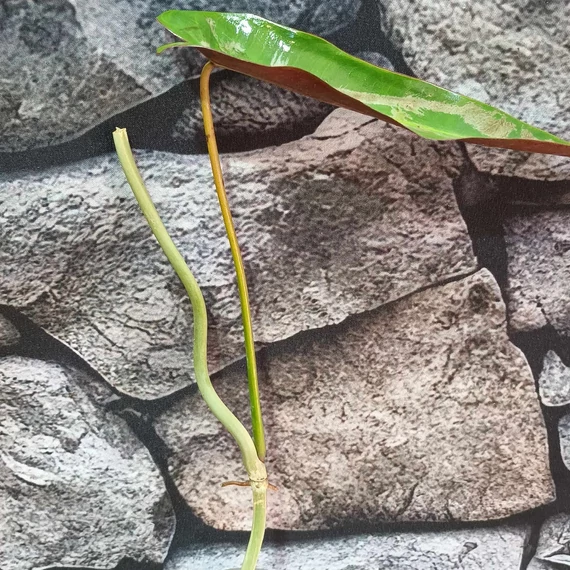 Philodendron atabapoense vágott dugvány, levél nélül