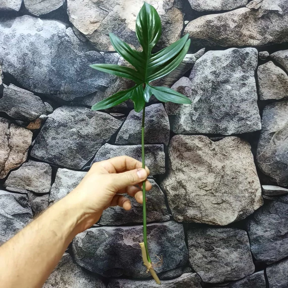 Philodendron pedatum vágott dugvány