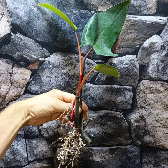 Philodendron red emerald vágott dugvány