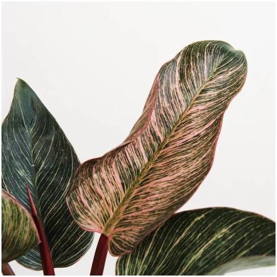 Philodendron 'Birkin Pink'