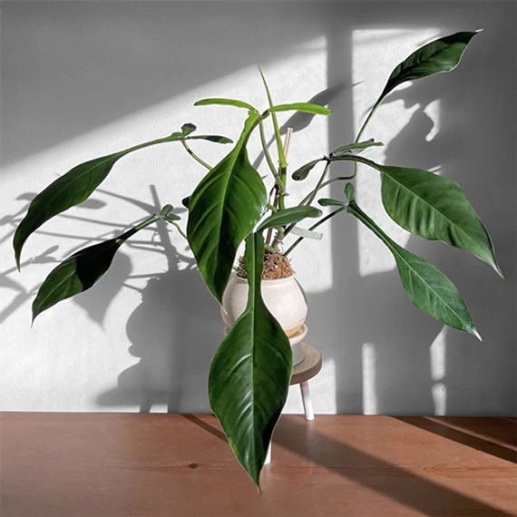 Philodendron Joepii