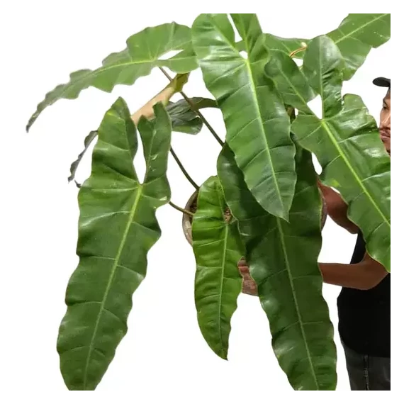 Philodendron atabapoense
