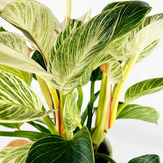 Philodendron Birkin - white measure
