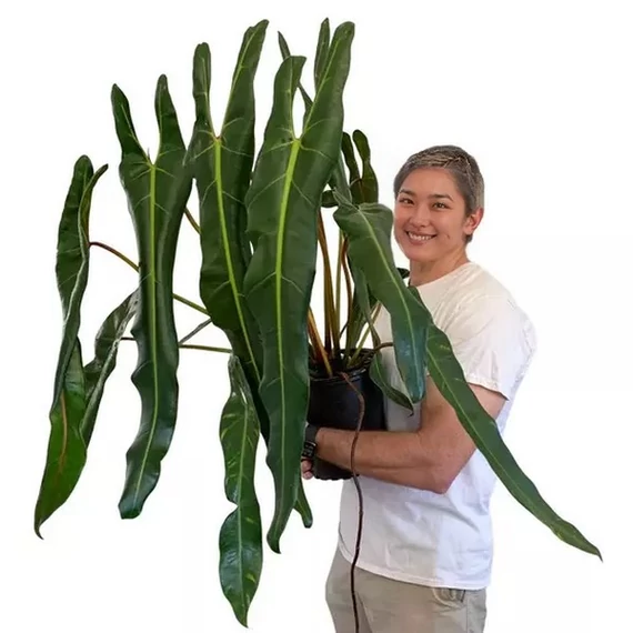 Philodendron spiritus-sancti