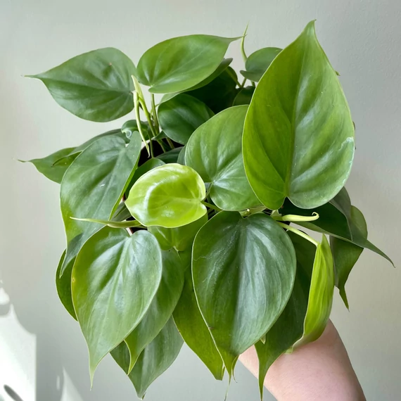 Philodendron scandens