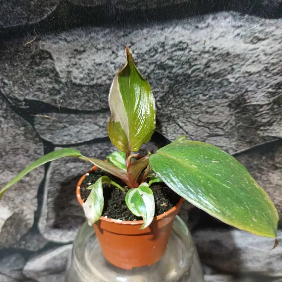 Philodendron 'Pink Princess'