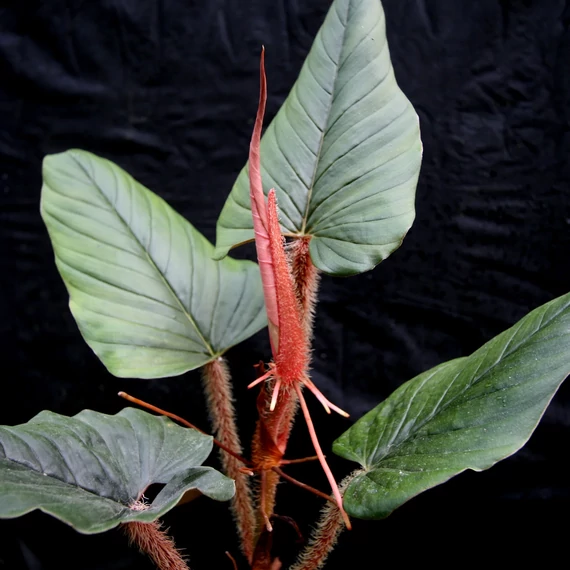 Philodendron Squamiferum x Serpens