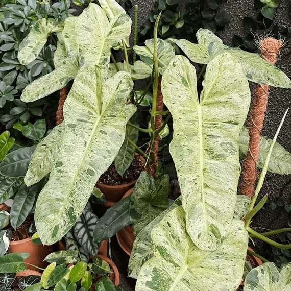 Philodendron 'Paraiso Verde' 2-3 levéllel