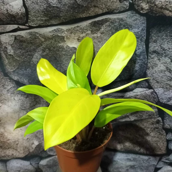 Philodendron 'Malay Gold'