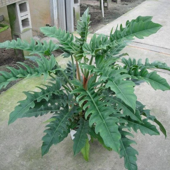 Philodendron narrow escape