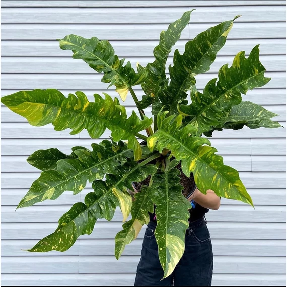 Philodendron 'Ring of fire'