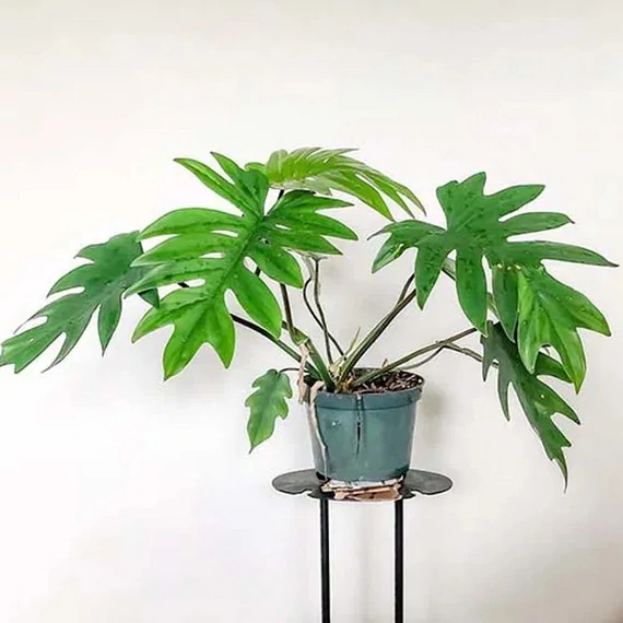 Philodendron mayoi