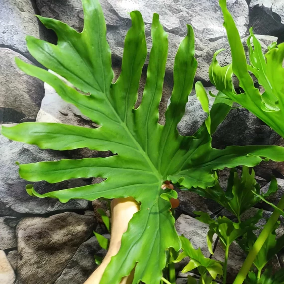 Philodendron Lickety split
