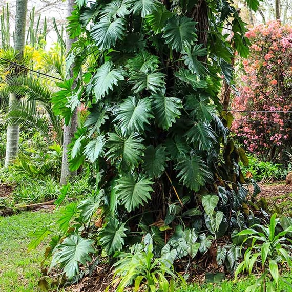 Philodendron Lacerum