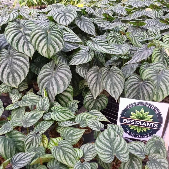 Philodendron plowmanii 'Watermelon'