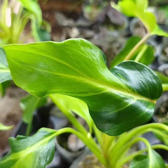 Philodendron xanadu dwarf 'Variegata'